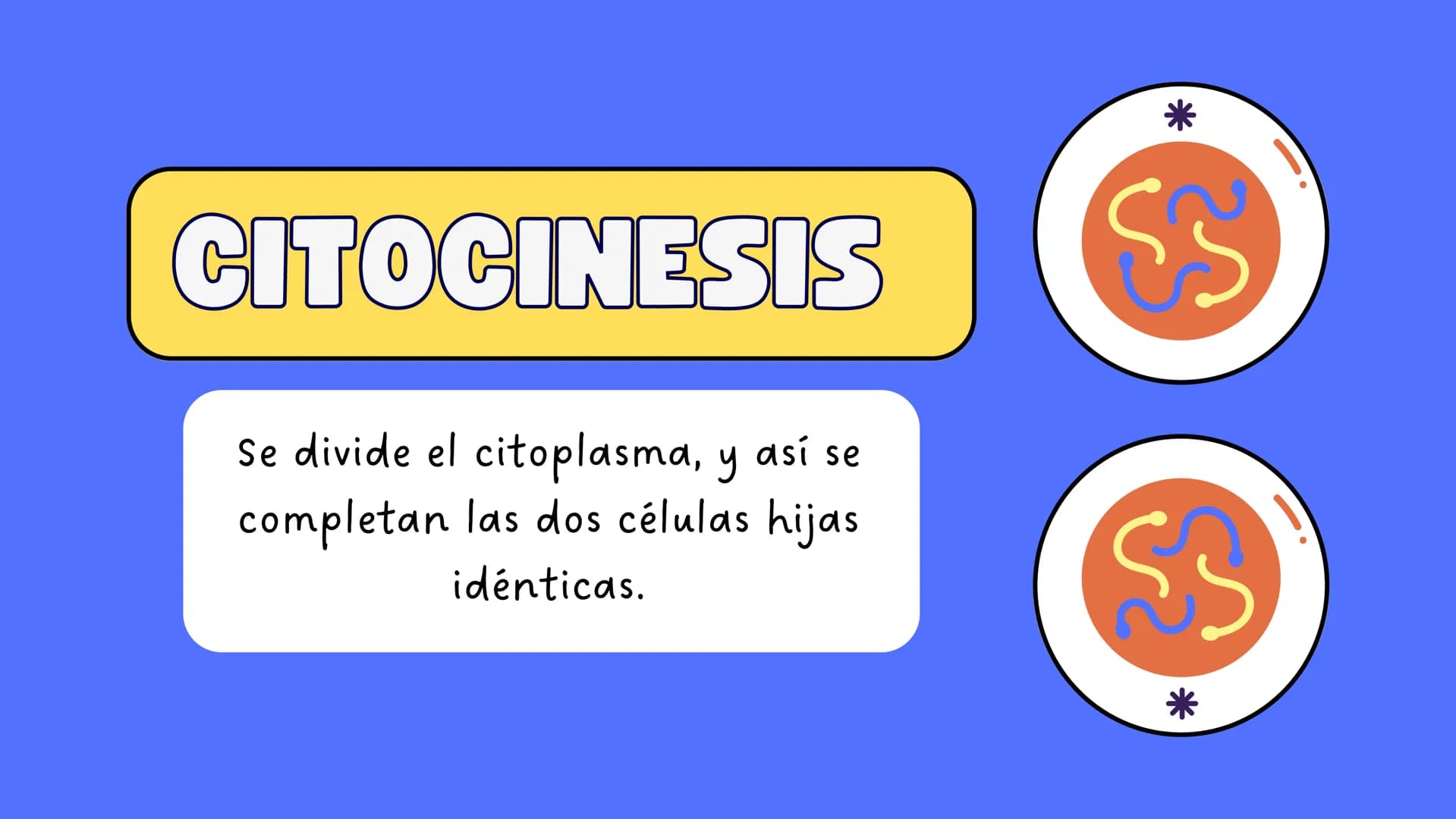 # MITOSIS ¿Qué es la mitosis?
LA MITOSIS ES UN TIPO DE DIVISIÓN CELULAR QUE OCURRE EN LAS CÉLULAS DEL
CUERPO CON EL OBJETIVO DE PERMITIR EL