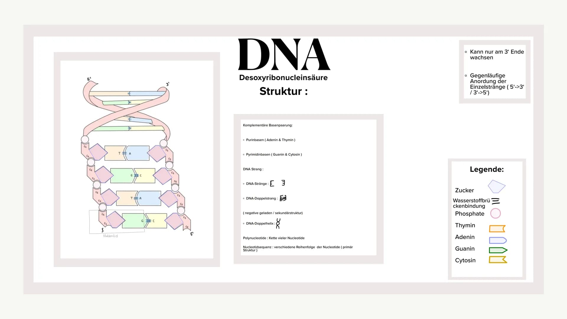 ## Molekularer Aufbau der DNA und RNA
$CH_2$
$\text{O}$ $\text{OH}$
$\text{C}$ $\text{C}$
$\text{H}$ $\text{H}$ $\text{H}$ $\text{H}$
$\t