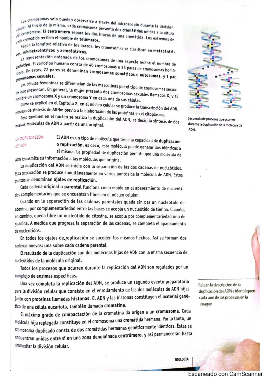 Cromande
Centromery
Cromatida
Cromosoma duplicado
Condensación de cromosomas: a medida
que aumenta el grado de plegamiento, la
cromatina se