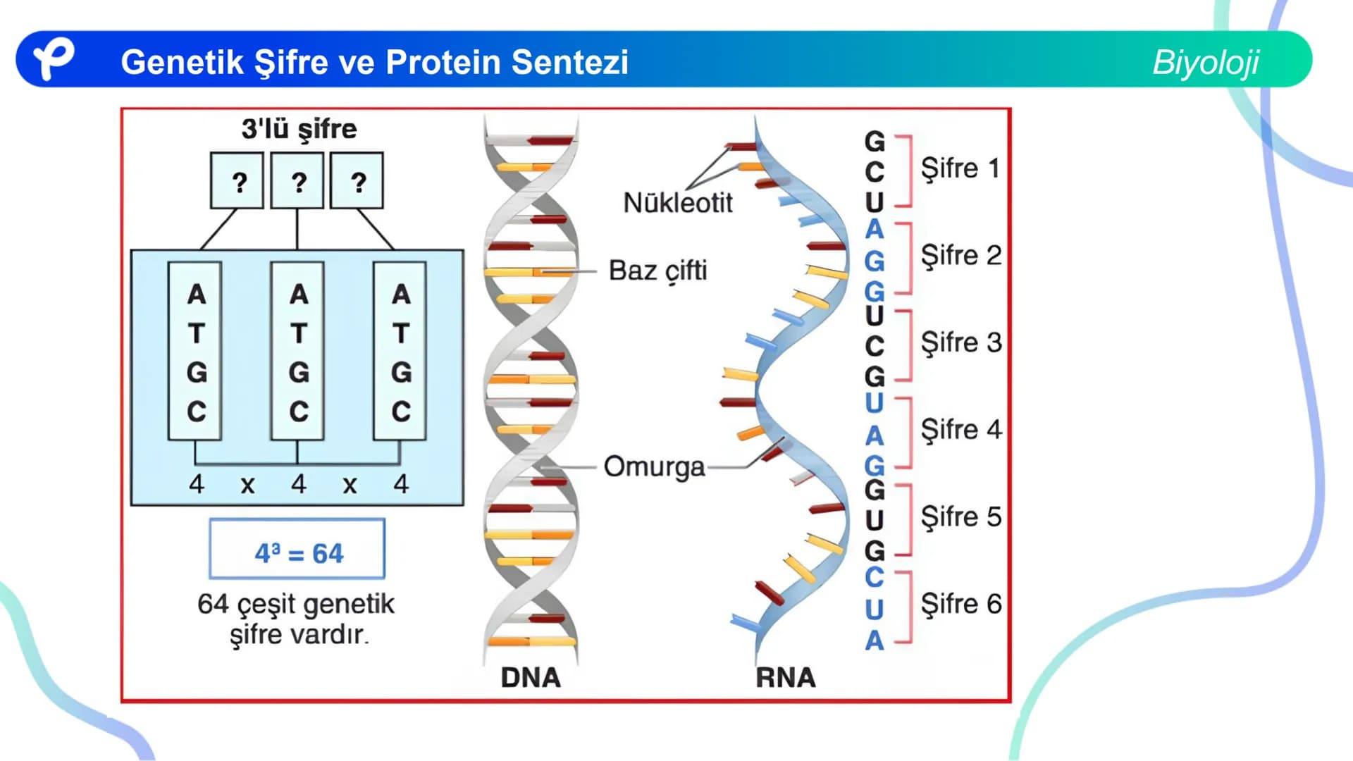 ## Biyoloji
## GENETİK ŞİFRE VE
## PROTEİN SENTEZİ ## Genetik Şifre ve Protein Sentezi
## Genetik Şifre
- **Şifre:** Bir bilgiyi bir form