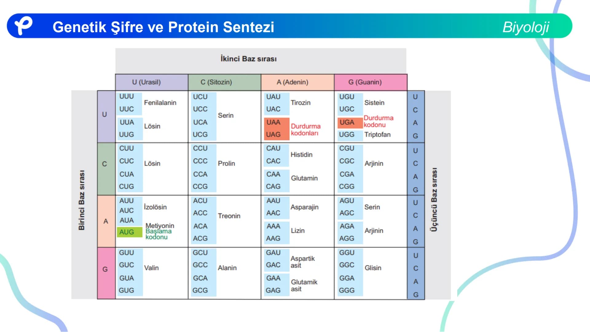 ## Biyoloji
## GENETİK ŞİFRE VE
## PROTEİN SENTEZİ ## Genetik Şifre ve Protein Sentezi
## Genetik Şifre
- **Şifre:** Bir bilgiyi bir form