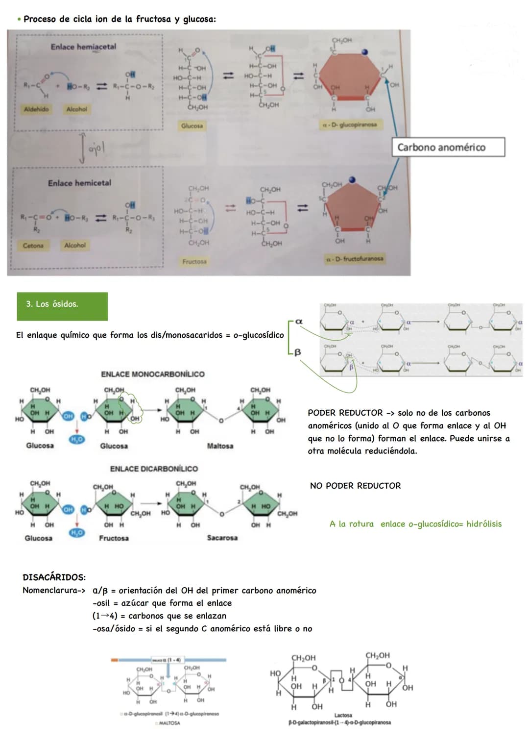 TEMA 2. Los Glúcidos.
1. Características generales y clasificación.
2. Las osas y los monosacáridos.
3. Los ósidos.
1. Características y cla