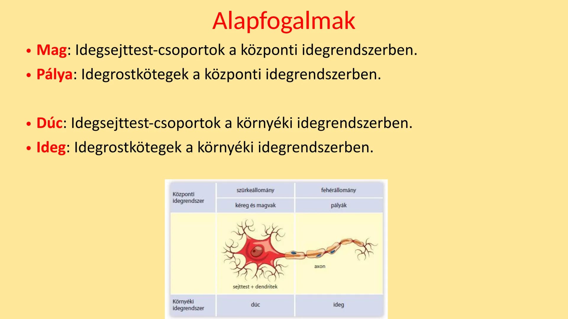 ## Idegrendszer 2. - Gerincvelő
és Agy
Emelt szint 2017. Az idegrendszer általános jellemzése
• Központi idegrendszer: agy és gerincvelő
•