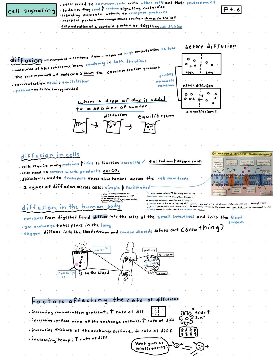 P+.1
Cells and Cell Parts
miller-urey experiment - the origin of life on this planet
demonstrated the abiotic synthesis of organic compounds
