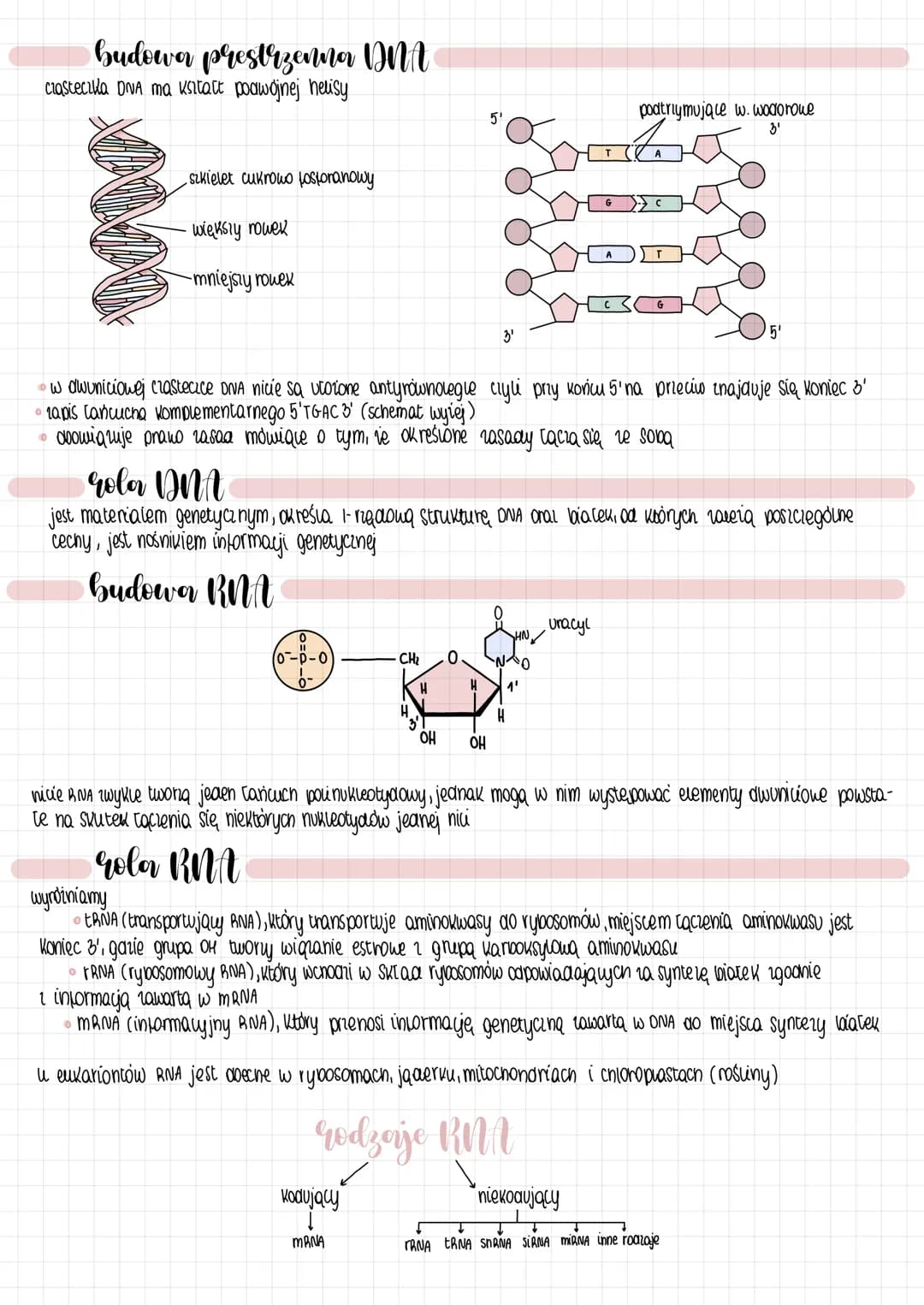 BUDOWA
kwasow nukleinowych
• wyróżniamy jednoniciowe RNA oraz dwuniciowe DNA (chociaż u bakterii może być jednoniciowe DNA i dwuniciowe RNA)