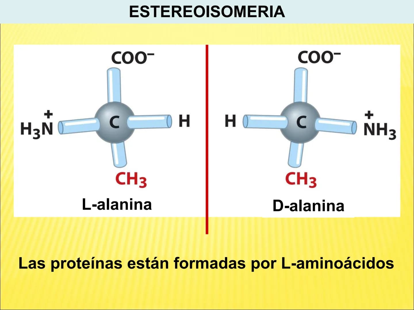 # PROTEÍNAS GENERALIDADES Las proteínas
están formadas por unidades básicas
que corresponden a los aminoácidos, los cuales
se unen entre