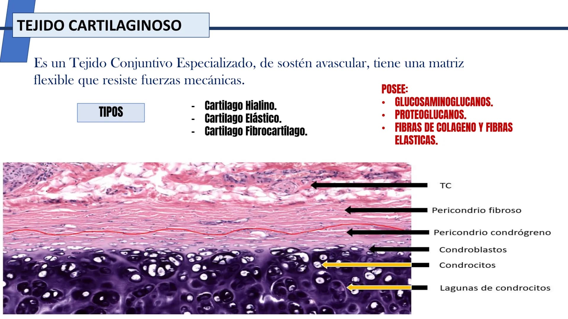 UNIDAD II HISTOLOGIA I -2025
UCEBOL
MERCOSUR
UNIVERSIDAD CRISTIANA DE BOLIVIA
TEJIDO
OSEO Y CARTILAGINOSO
DR: RODRIGO VALLEJOS FLORES # T
