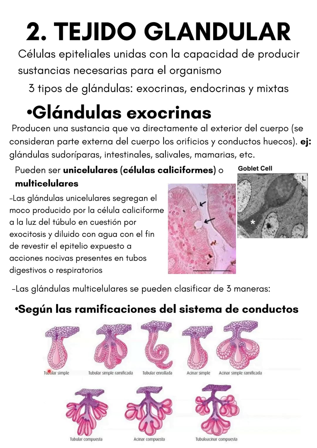 TEMA 1
HISTOLOGÍA
TIPOS DE TEJIDOS
PRESENTADO POR
LUCÍA PÉREZ FRAILE # 1.TEJIDO EPITELIAL
•Sus células están unidas por estructuras como