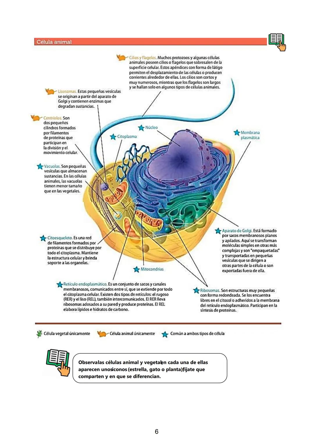 # Célula. Teoria Celular. Clasificación: Célula Procariota y
Eucariota: Animal y Vegetal. Organelas y sus funciones.
El perfeccionamiento d