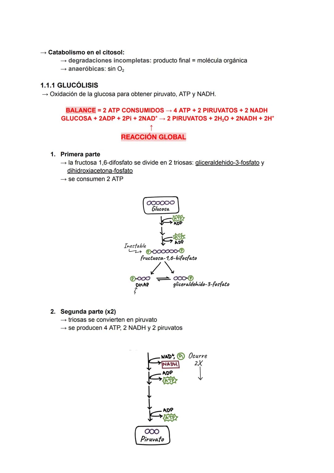 # Catabolismo y Anabolismo T7
1. CATABOLISMO
Se produce la degradación (oxidación) de moléculas
orgánicas para obtener ATP.
Durante la ox