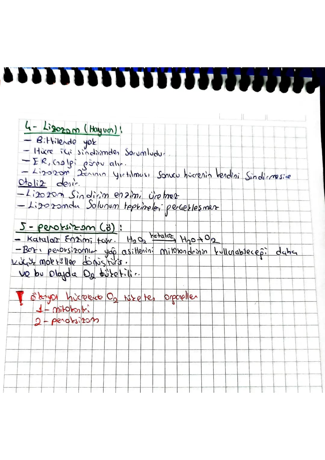 # HÜCRE ORGANELLERİ
Zarsızları
1-Ribozom (OTP)
-
tum conlilanda ortaktır.
- Görevi proteint senter: RNA INükleoprotein
Hayves
2-Sentro