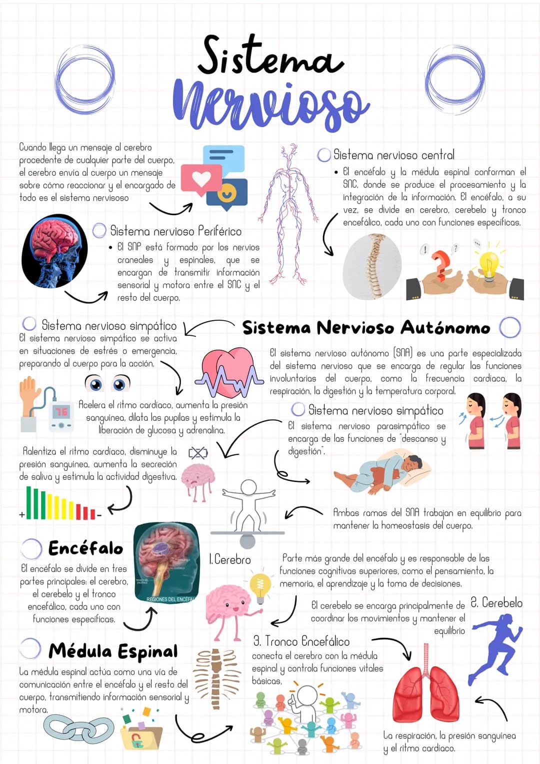 # Sistema
Nervioso
Cuando llega un mensaje al cerebro
procedente de cualquier parte del cuerpo.
el cerebro envía al cuerpo un mensaje
sobre