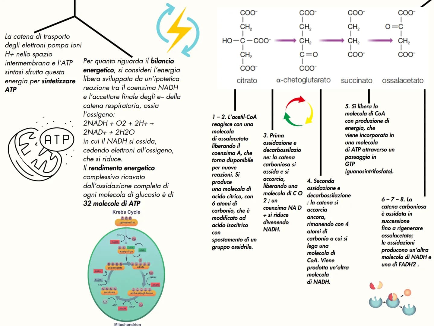 # IL METABOLISMO
Il metabolismo è l'insieme dei
processi chimici che avvengono in un
organismo vivente. Le reazioni che
avvengono nel
metab