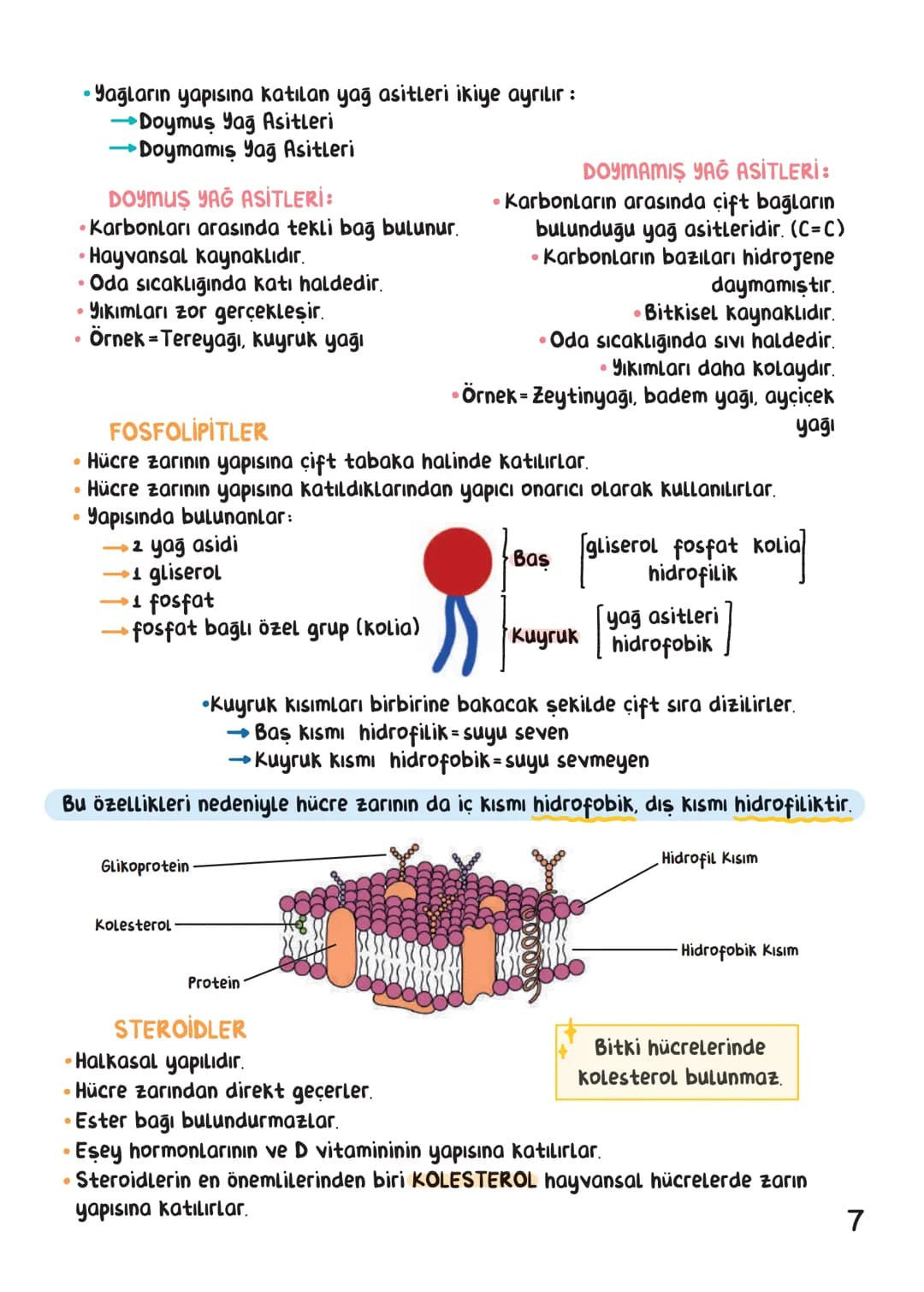 BİYOLOJİ
İÇİNDEKİLER
Canlıların Ortak Özellikleri
1
Canlıların Temel Bileşenleri.
3
Hücre
13
Canlıların Sınıflandırılması.
28
Hücre Bölünm