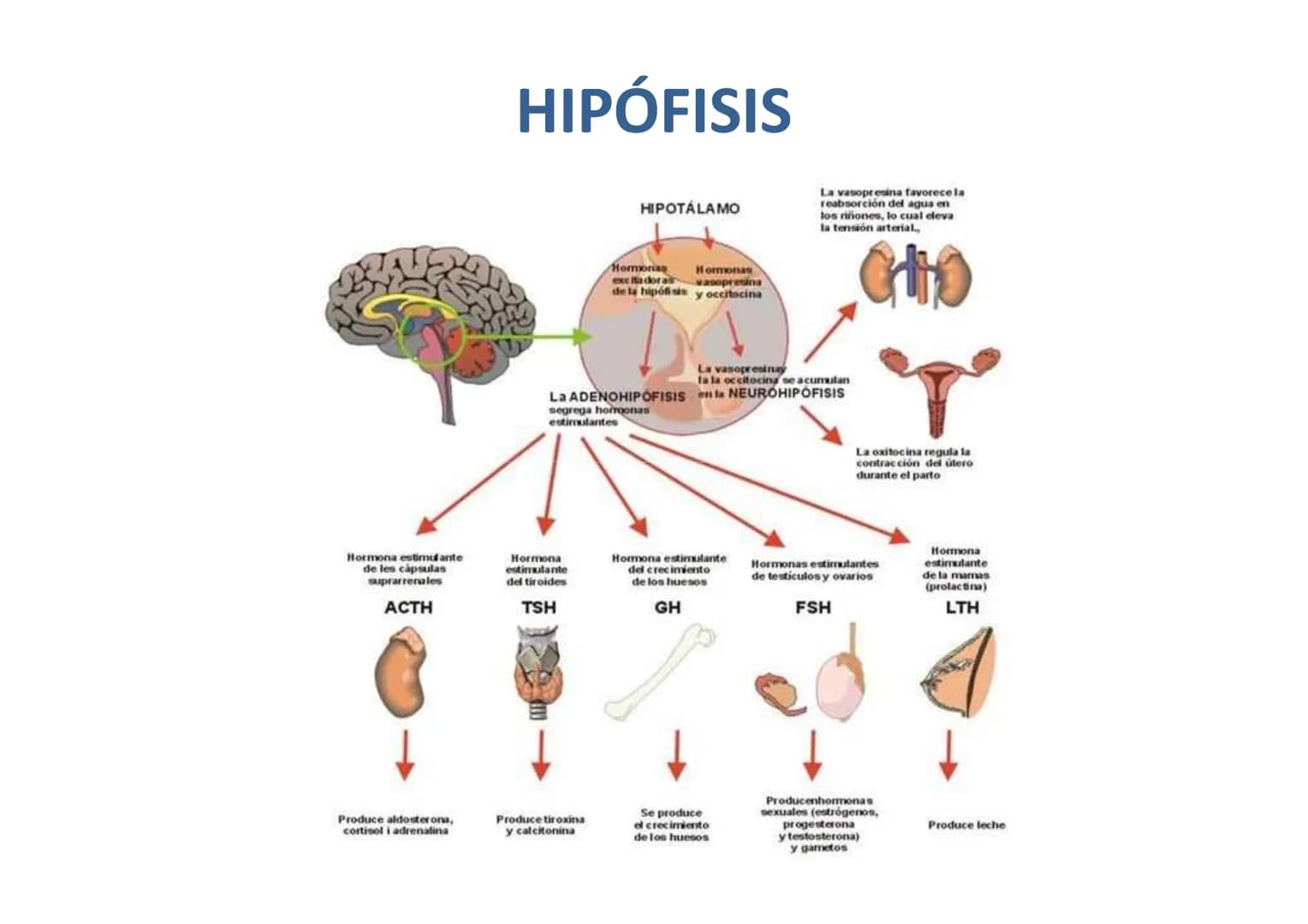 # GLÁNDULAS ENDÓCRINAS
Glàndula Suprarrenal
Glàndula Pituitaria
Glàndula Pineal
Testiculo
Timo
Ovario
Tiroides
Pancreas # HIPÓFISIS