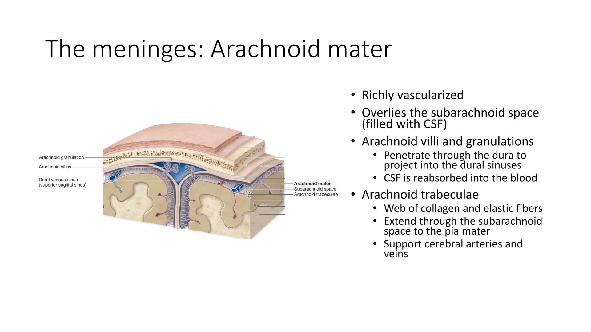 # Overview of Brain Anatomy
Frontal lobe
Central sulcus
Parietal lobe
Lateral fissure
Temporal lobe
Cerebellum
Brainstem
-Spinal cord
Occi