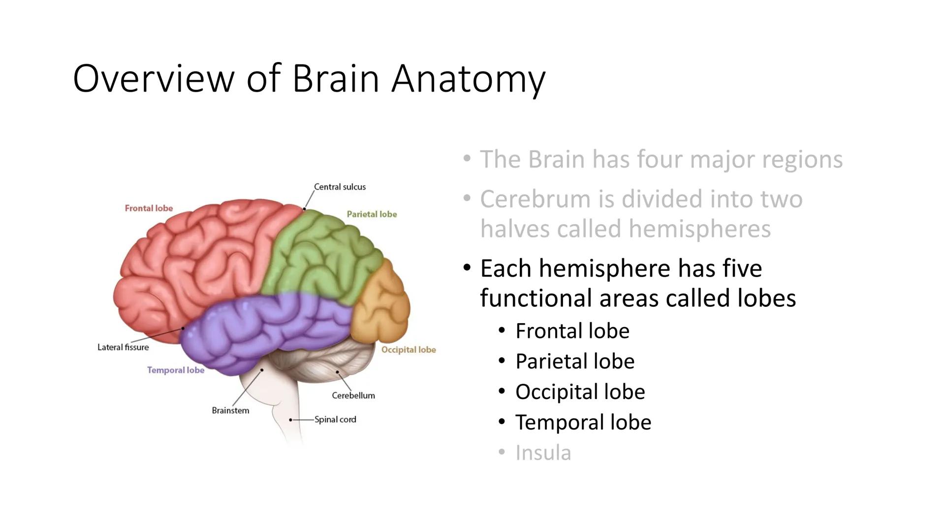 # Overview of Brain Anatomy
Frontal lobe
Central sulcus
Parietal lobe
Lateral fissure
Temporal lobe
Cerebellum
Brainstem
-Spinal cord
Occi