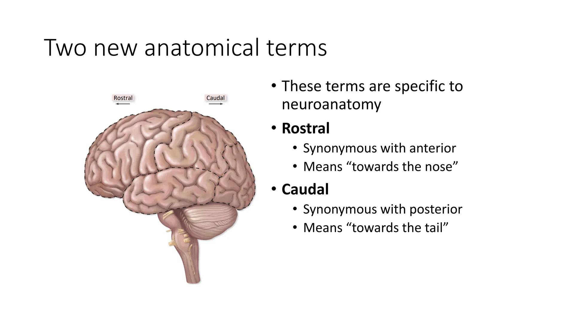 # Overview of Brain Anatomy
Frontal lobe
Central sulcus
Parietal lobe
Lateral fissure
Temporal lobe
Cerebellum
Brainstem
-Spinal cord
Occi