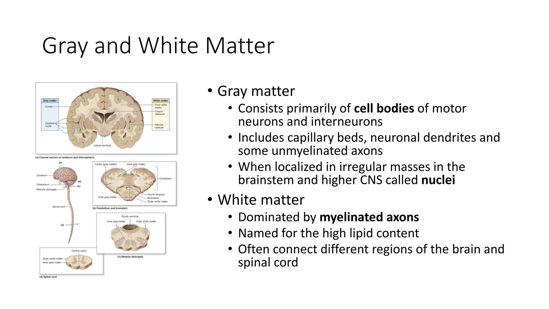 # Overview of Brain Anatomy
Frontal lobe
Central sulcus
Parietal lobe
Lateral fissure
Temporal lobe
Cerebellum
Brainstem
-Spinal cord
Occi
