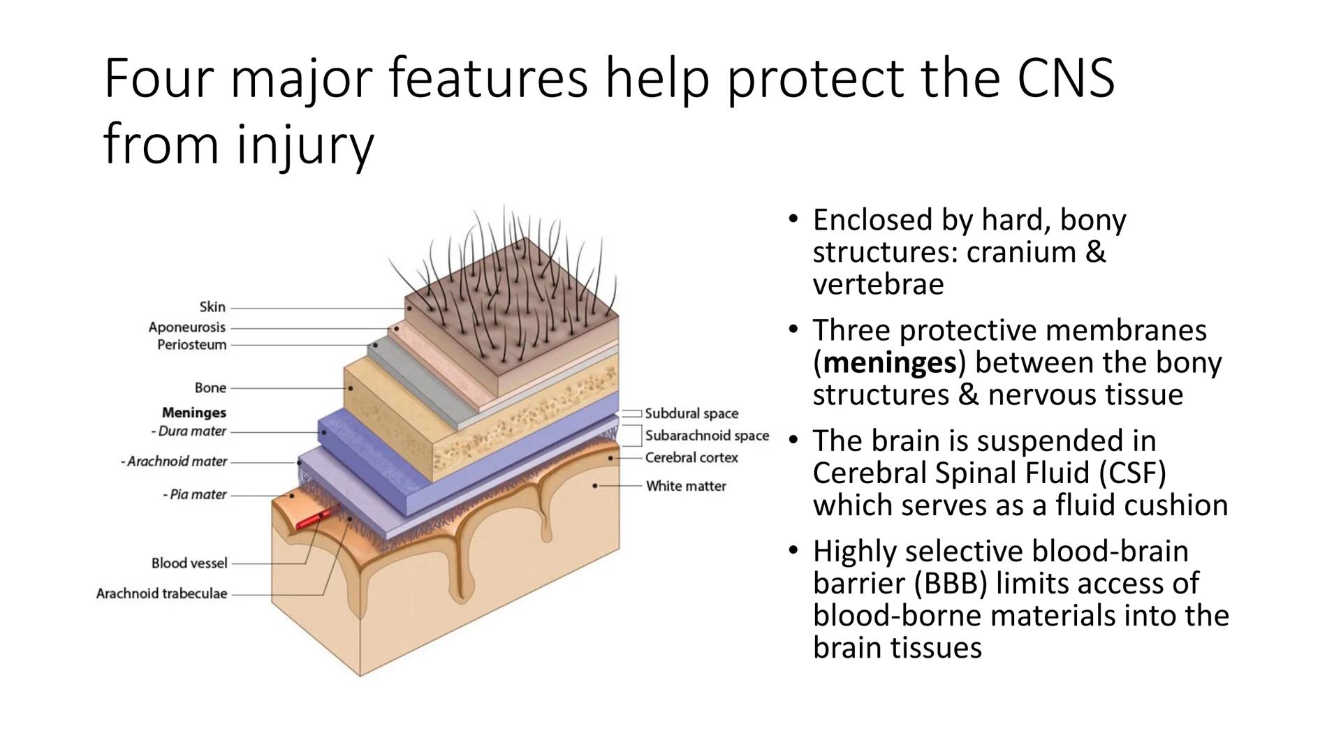 # Overview of Brain Anatomy
Frontal lobe
Central sulcus
Parietal lobe
Lateral fissure
Temporal lobe
Cerebellum
Brainstem
-Spinal cord
Occi