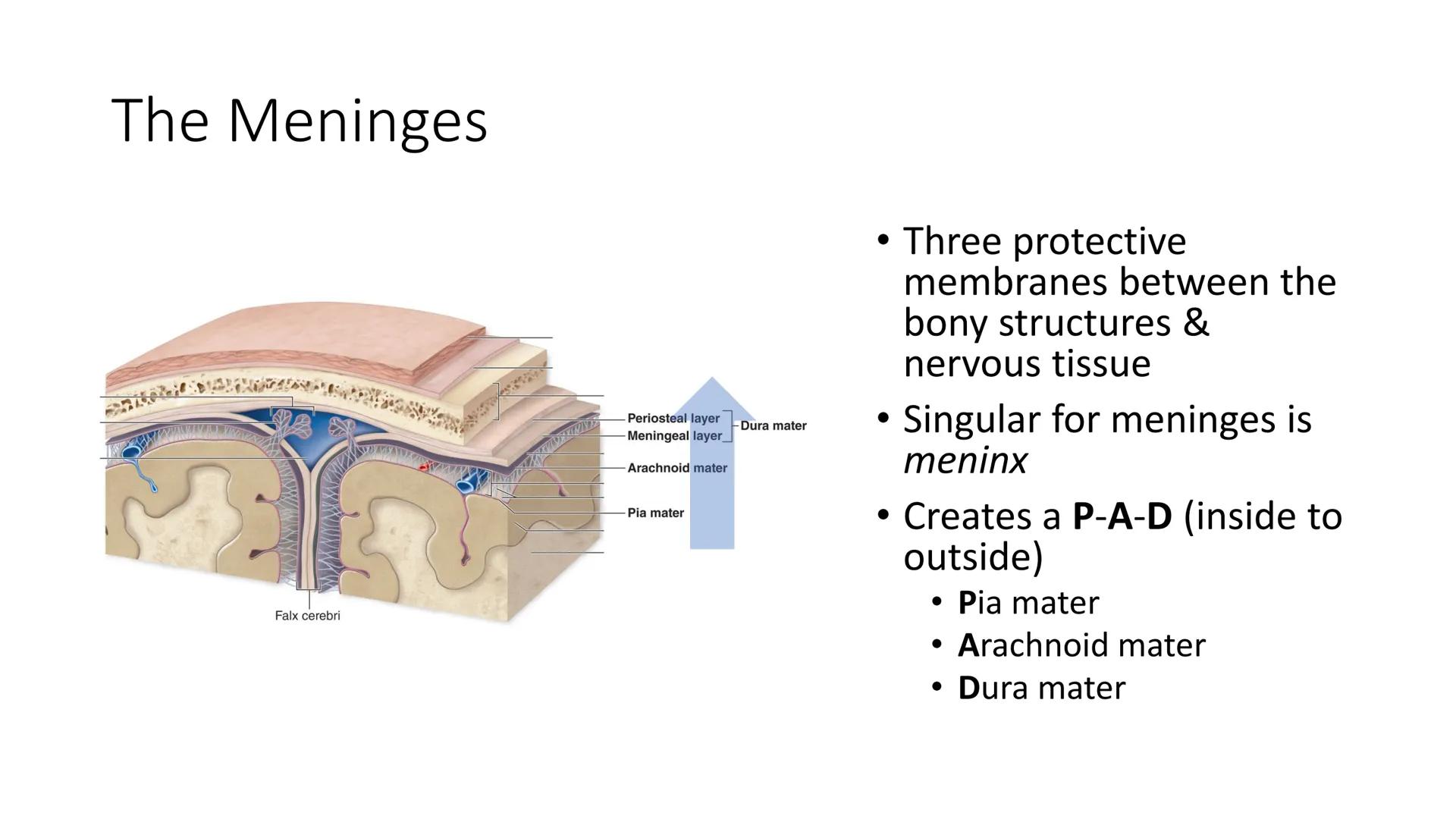 # Overview of Brain Anatomy
Frontal lobe
Central sulcus
Parietal lobe
Lateral fissure
Temporal lobe
Cerebellum
Brainstem
-Spinal cord
Occi