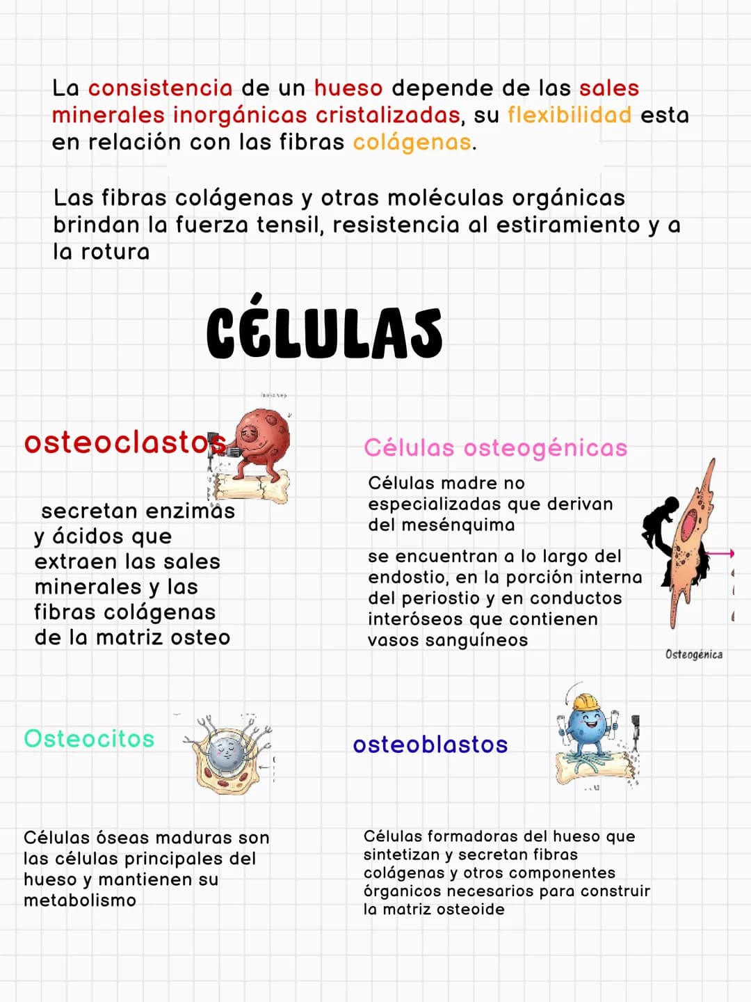# FUNCIONES DEL HUESO
constituye aproximadamente el 18% del peso corporal
Sostén
Protección
Calc
Phosphorus
Homeostasis mineral
Asist