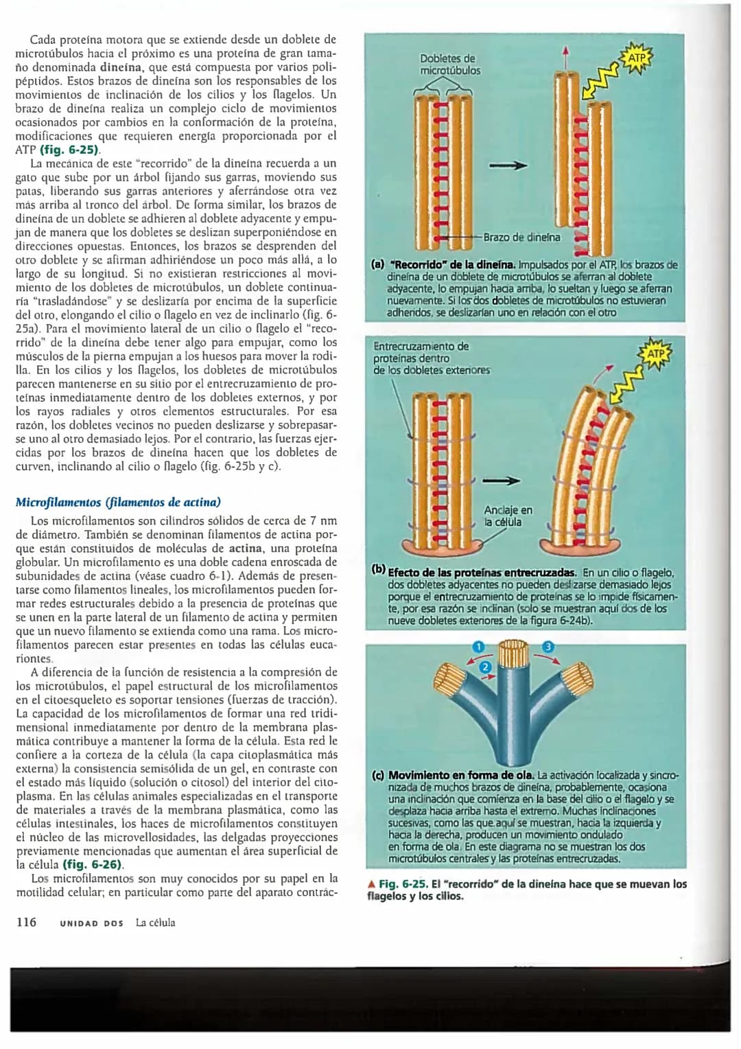 # Concepto 6-6
El citoesqueleto es una red de fibras
que organiza las estructuras
y las actividades de la célula
En los primeros tiempos de