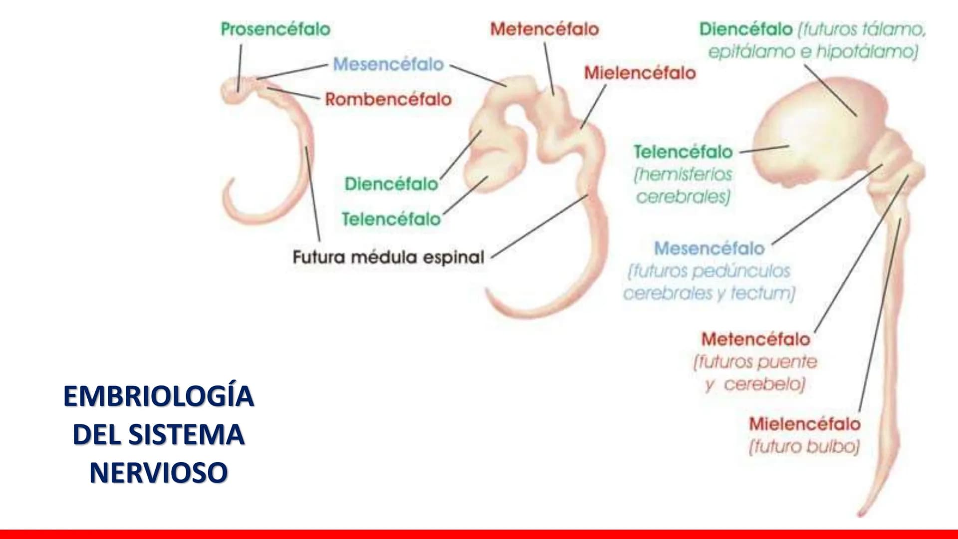 USAT
Universidad Católica
Santa Toribin de Magraveja
SISTEMA NERVIOSO: SN Central: Médula
espinal. Tronco encefálico, Cerebelo.
Diencéfalo.