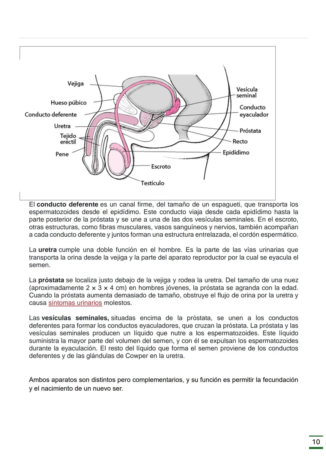 REPRODUCCIÓN
HUMANA
(Ciclo menstrual, Ovulación, Fecundación
,Embarazo, Parto y Órganos donde se
producen.)
♡ ESCUELA NORMAL SUPERIOR
DATOS