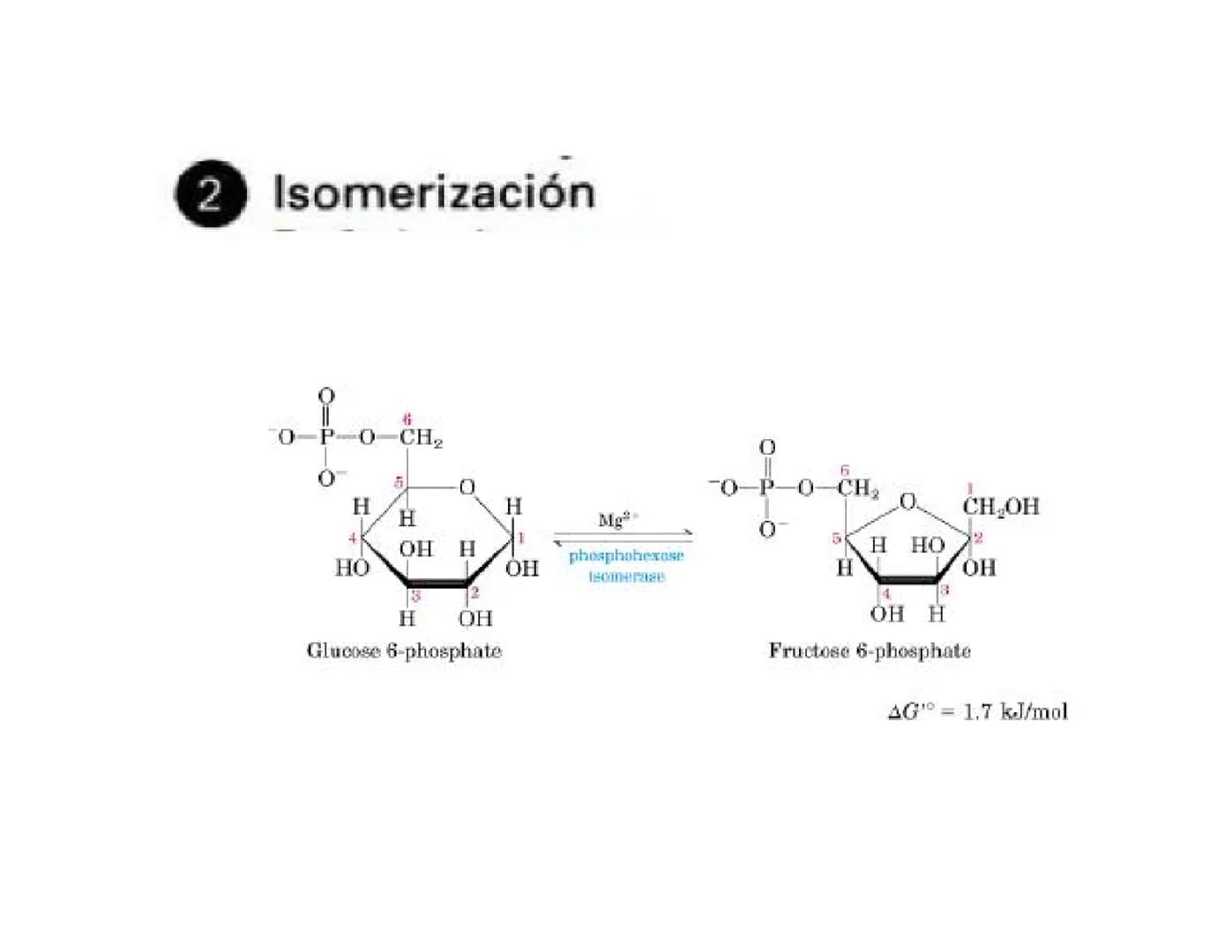 # Metabolismo de la Glucosa Proteínas Polisacáridos Lípidos
Aminoácidos Glucosa
1
Glicerol,
Acidos grasos
↓*
Piruvato
Acetil-CoA
2
Ci