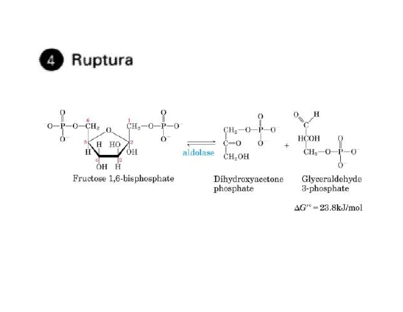 # Metabolismo de la Glucosa Proteínas Polisacáridos Lípidos
Aminoácidos Glucosa
1
Glicerol,
Acidos grasos
↓*
Piruvato
Acetil-CoA
2
Ci