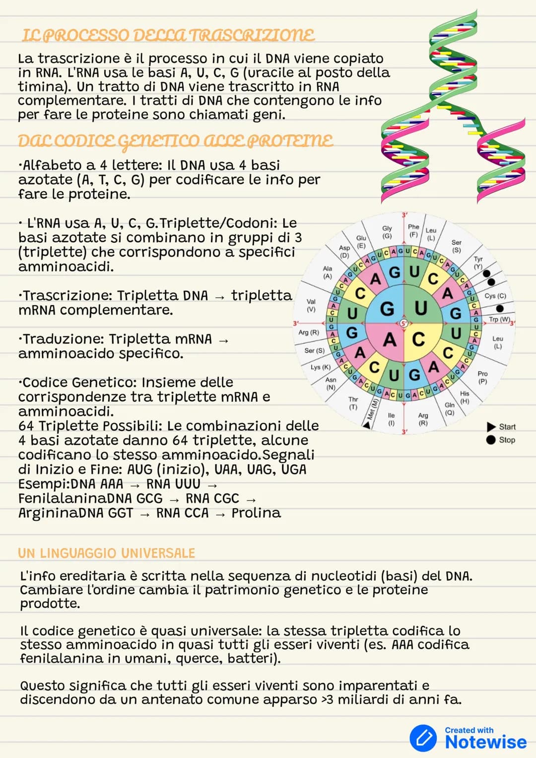 DNA E RNa
CHE COS'È LA GENETICA?
il nucleo delle nostre cellule ha i cromosomi in doppia copia
(diploide) nelle cellule somatiche e in copi