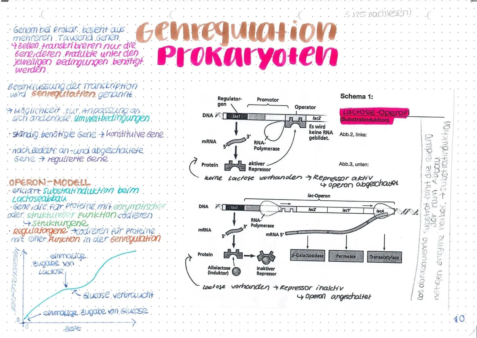BRUNNEN
# genetischer Code
## Heutiger Genbegriff:
Gene sind Abschnitte der
chromosomen, die die
Information für die
synthese eines RNA-
Mol