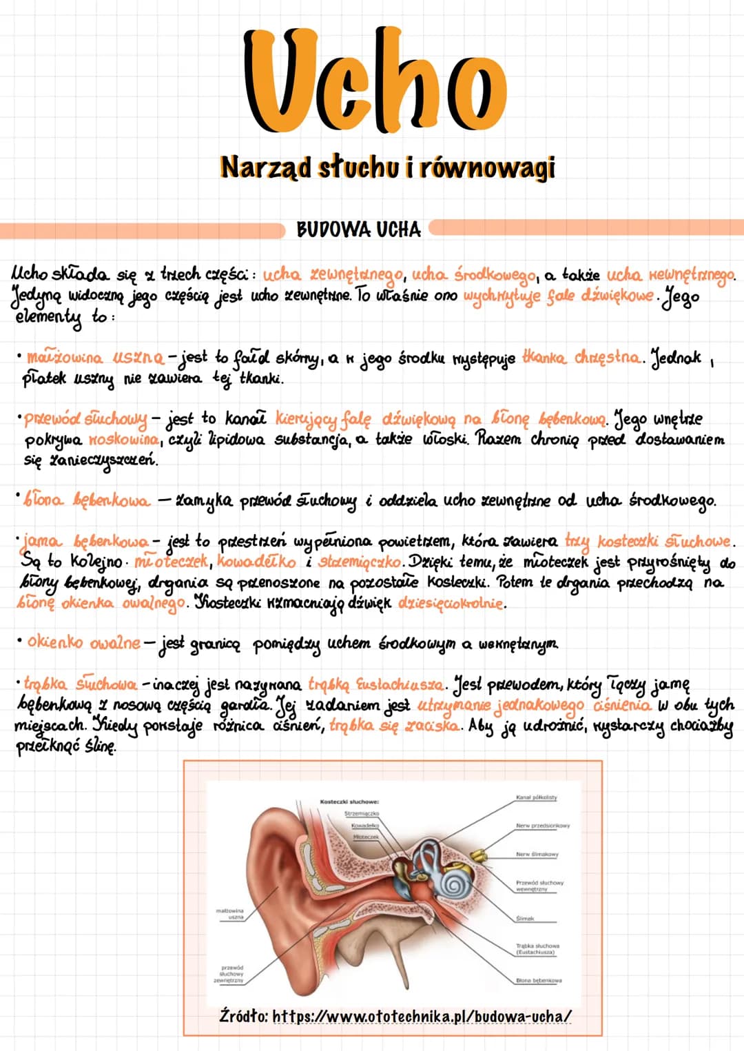 # Ucho
## Narząd słuchu i równowagi
### BUDOWA UCHA
Ucho składa się z trzech części: ucha zewnętrznego, ucha środkowego, a także ucha wewn