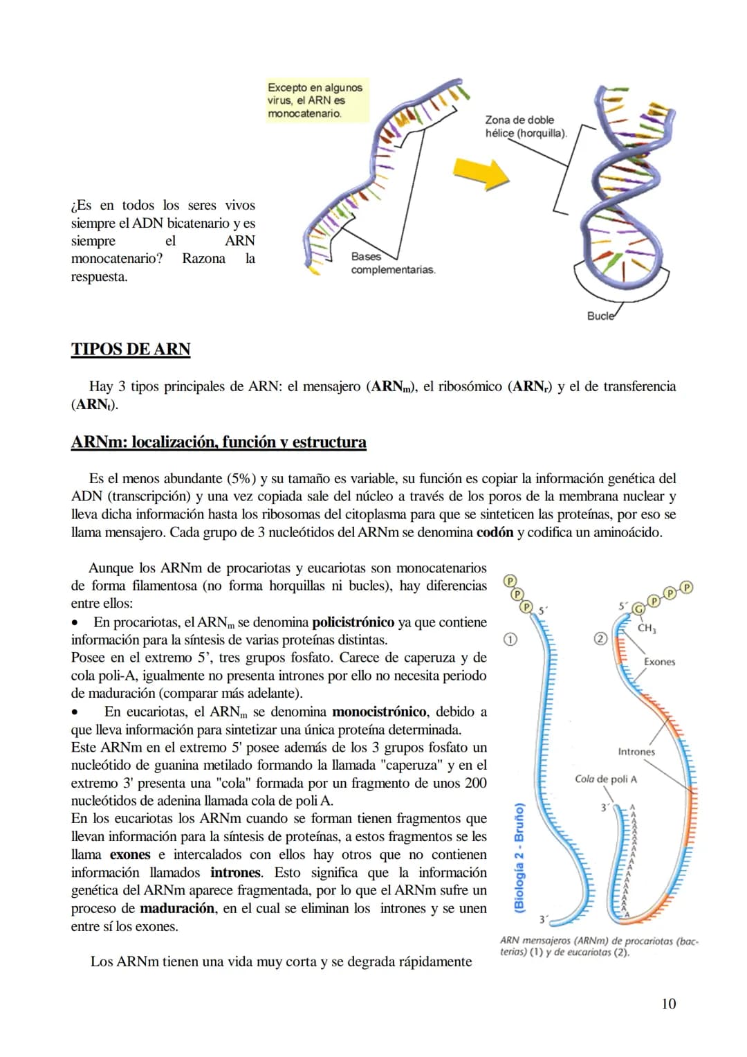 # TEMA 6: ÁCIDOS NUCLEICOS
1. Ácidos nucleicos: Concepto y composición. Nucleósidos y nucleótidos.
2. Ácido desoxirribonucleico (ADN): Comp