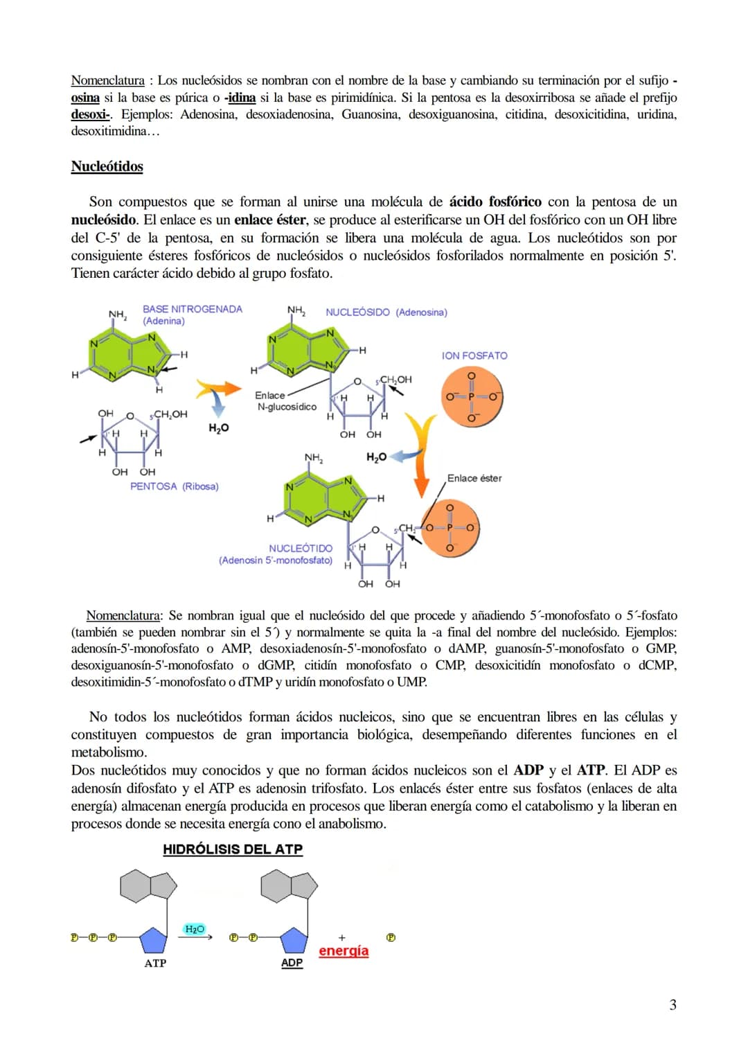 # TEMA 6: ÁCIDOS NUCLEICOS
1. Ácidos nucleicos: Concepto y composición. Nucleósidos y nucleótidos.
2. Ácido desoxirribonucleico (ADN): Comp