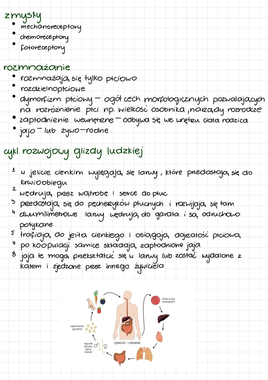<p>Nicienie są to pasożytnicze glisty ludzkie, które należą do grupy nicieni glebowych. Mają wydłużony kształt ciała i brak odnóży, przy sy