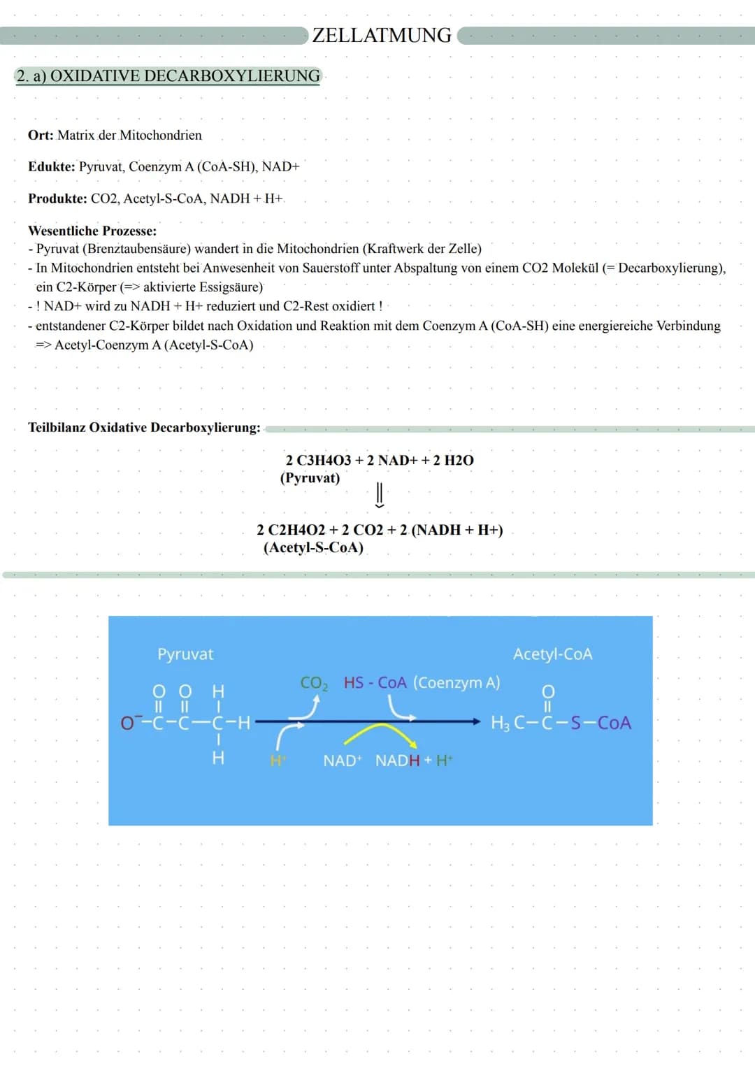 ZELLATMUNG
Fotosynthese
Zellatmung
autotrophe Assimilation
CO2 => 02
Aufbau von Glucose
in 2 Schritten:
1. Lichtabhängige Reaktion
2. L