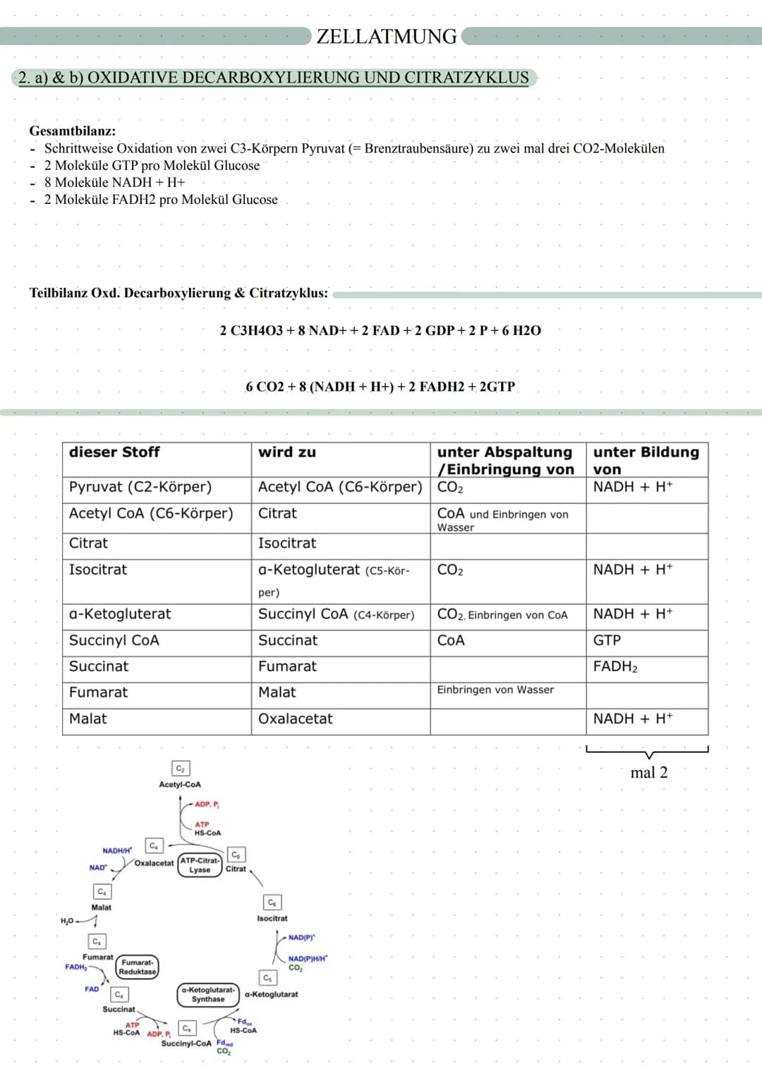 ZELLATMUNG
Fotosynthese
Zellatmung
autotrophe Assimilation
CO2 => 02
Aufbau von Glucose
in 2 Schritten:
1. Lichtabhängige Reaktion
2. L