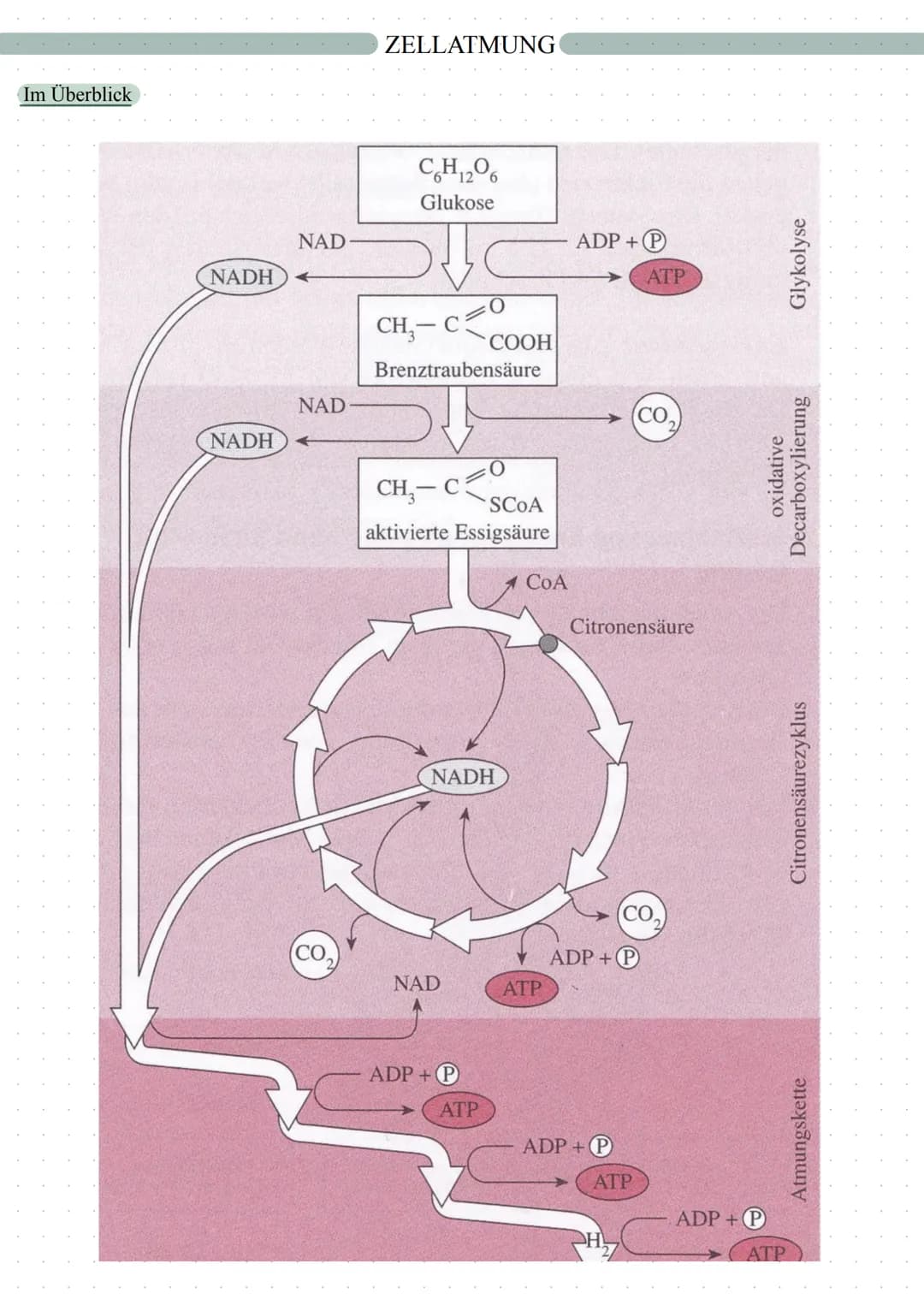 ZELLATMUNG
Fotosynthese
Zellatmung
autotrophe Assimilation
CO2 => 02
Aufbau von Glucose
in 2 Schritten:
1. Lichtabhängige Reaktion
2. L