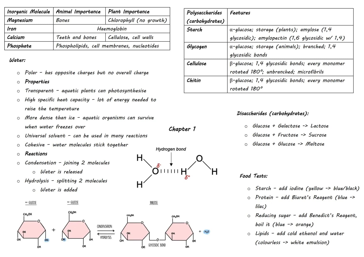 | Inorganic Molecule | Animal Importance | Plant Importance |
|---|---|---|
| Magnesium | Bones | Chlorophyll (no growth) |
| Iron | | Haem