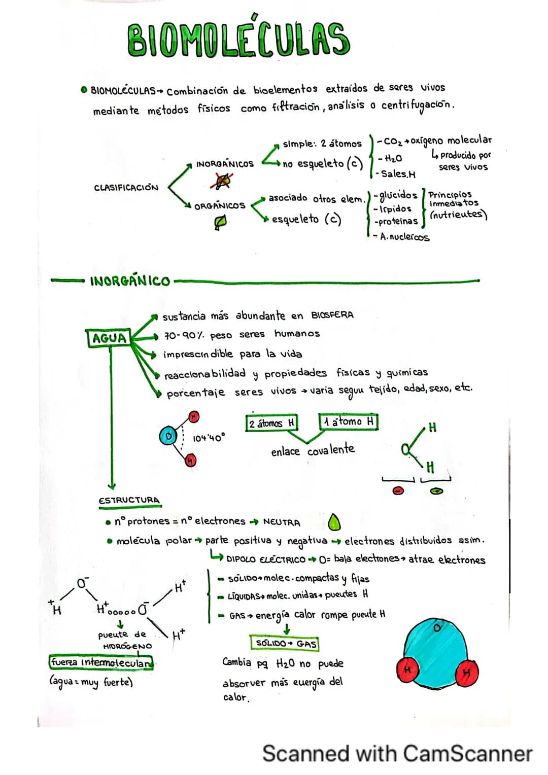 # BIDELEMENTOS
BIOELEMENTOS
SE
CLASIFICAN
18 10 65 3 1 03
CHONDS
PRIMARIOS
1'5
0'2 0'4
SECUNDARIOS Ca Na K
OLIGOELEMENTOS I Fe Li
3%
-