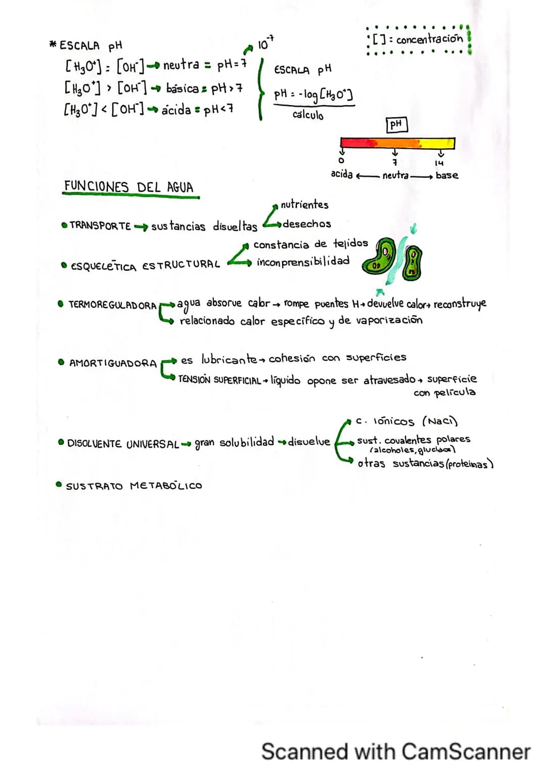 # BIDELEMENTOS
BIOELEMENTOS
SE
CLASIFICAN
18 10 65 3 1 03
CHONDS
PRIMARIOS
1'5
0'2 0'4
SECUNDARIOS Ca Na K
OLIGOELEMENTOS I Fe Li
3%
-