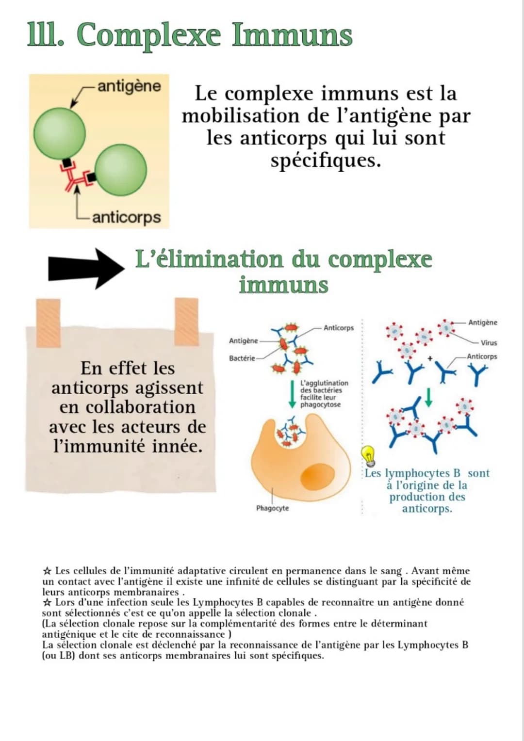 # L'immunité adaptative
présente
chez les
vertébrés
assure
l'intégrité du
milieu
intracellulaire
et du milieu
extracellulaire
Adaptative