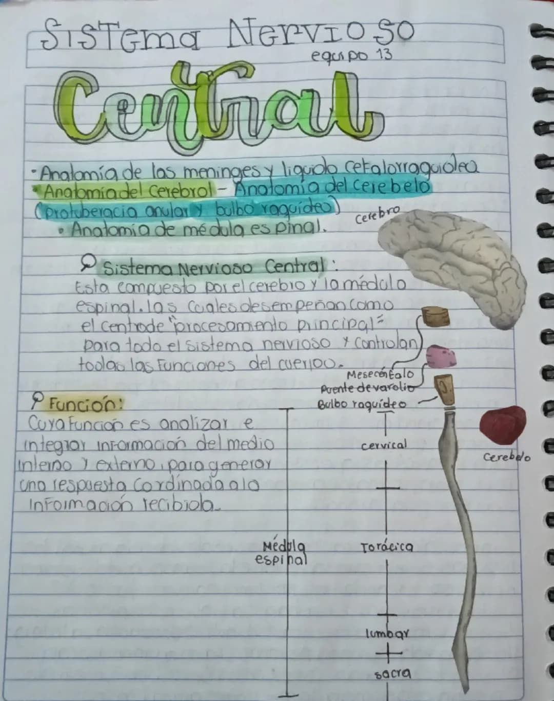 Sistema Nervio So
equipo 13
# Central
•Analomía de las meninges y liquido cekalorraguiolea
Anatomiadel Cerebrol - Anatomía del cere belo
Cpr