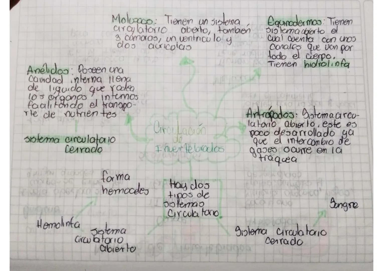 Moluscos: Tienen un sistema
arculatorio abierto, tambien
3, cómoras, un ventricolo y
dos auricolas
Egunodermos: Tienen
sistema abierto el
c