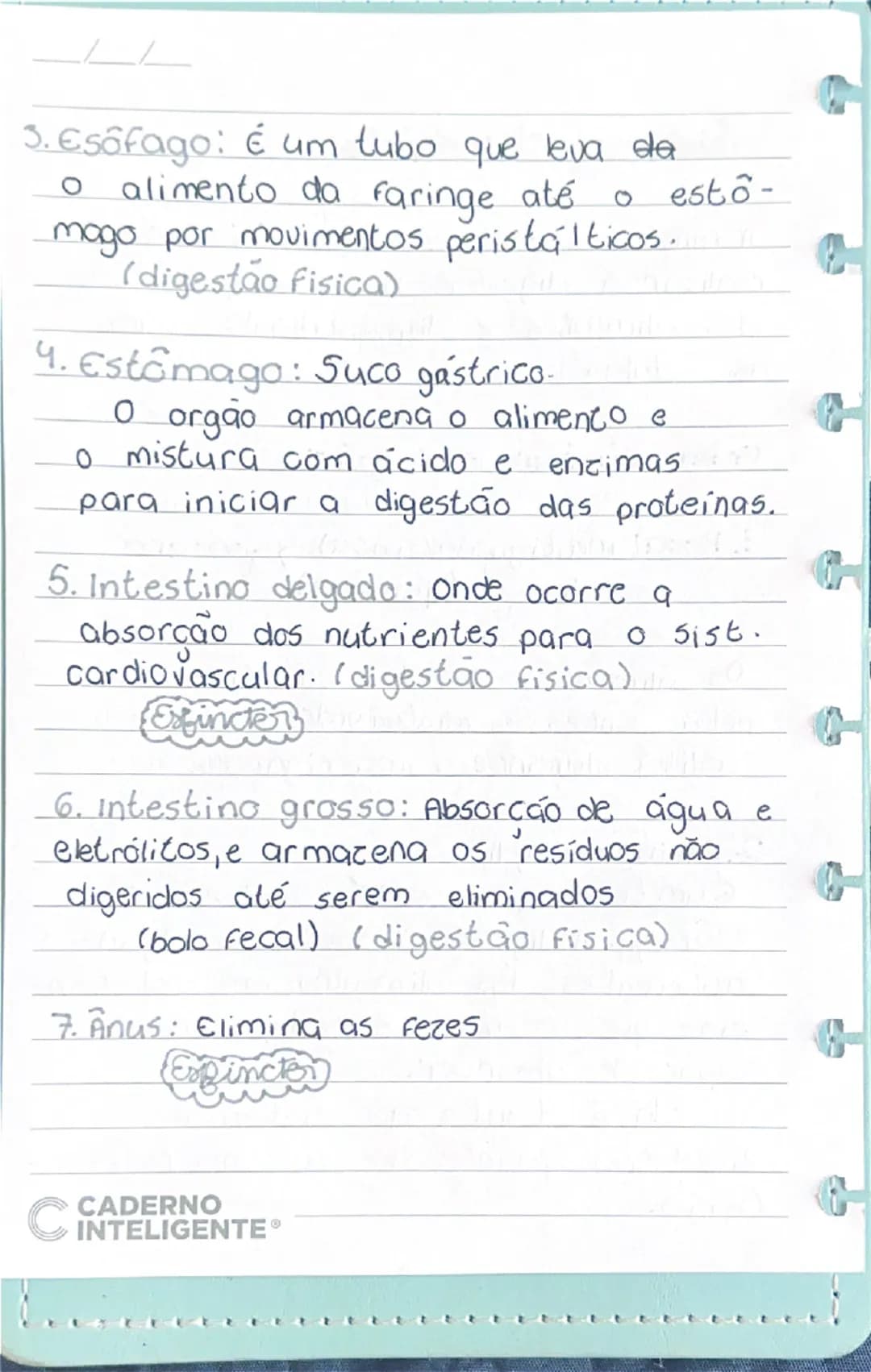 # Sistema digestório
A função do sistema digestório é realizar a digestão física e química dos alimentos e disponibilizá-los para as célula