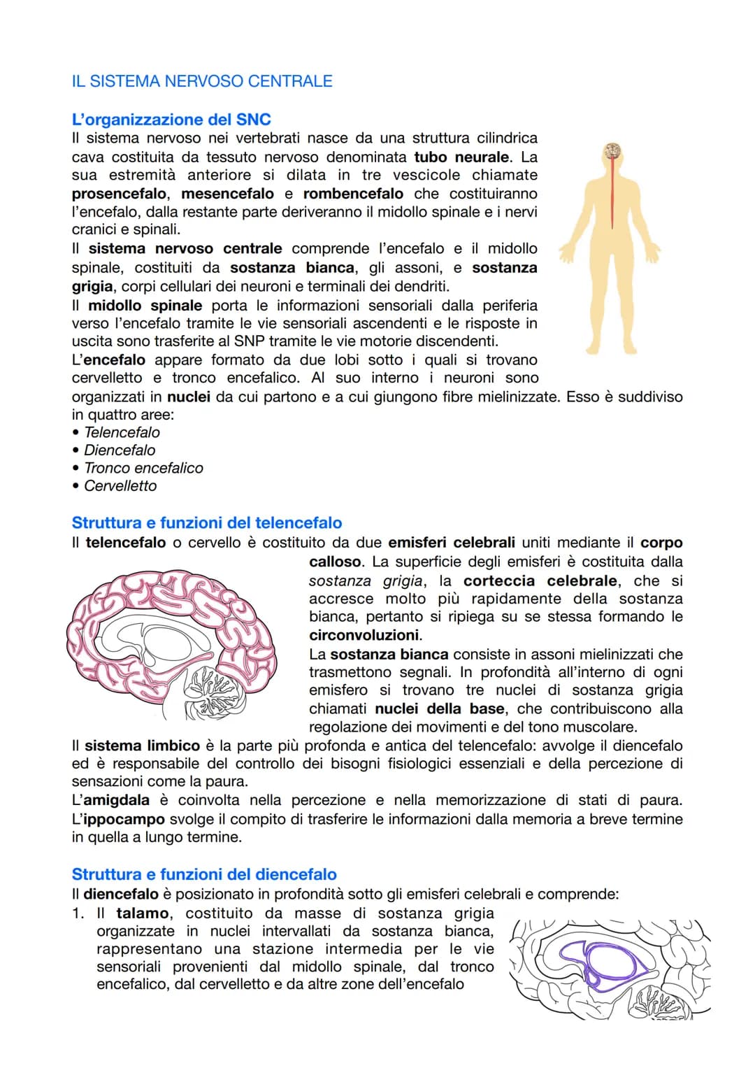 <p>Il sistema nervoso è responsabile del coordinamento dell'attività dell'organismo e della relazione con il mondo esterno. Esso opera attr