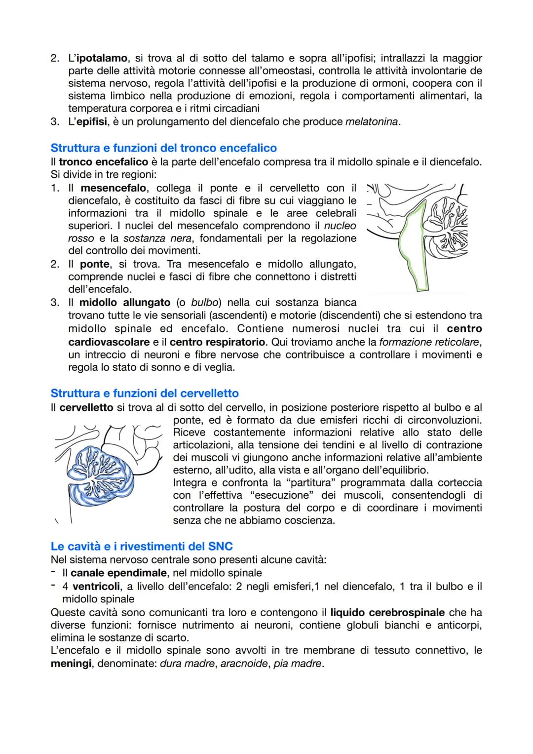 <p>Il sistema nervoso è responsabile del coordinamento dell'attività dell'organismo e della relazione con il mondo esterno. Esso opera attr