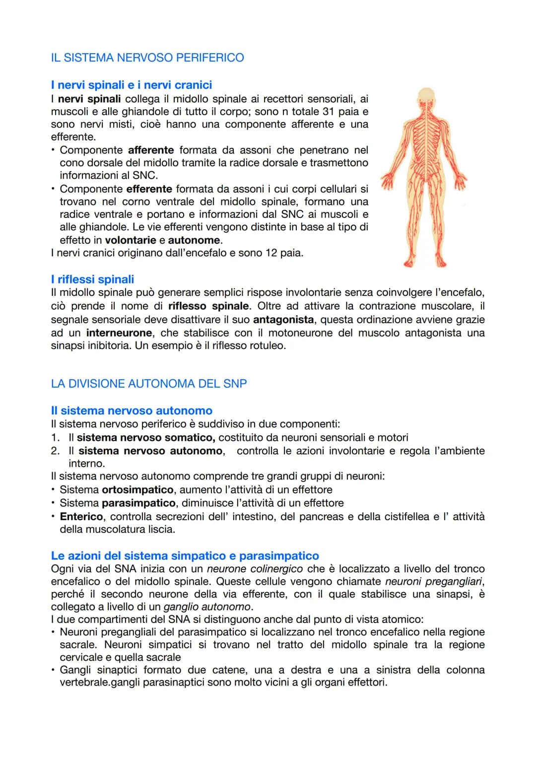 <p>Il sistema nervoso è responsabile del coordinamento dell'attività dell'organismo e della relazione con il mondo esterno. Esso opera attr